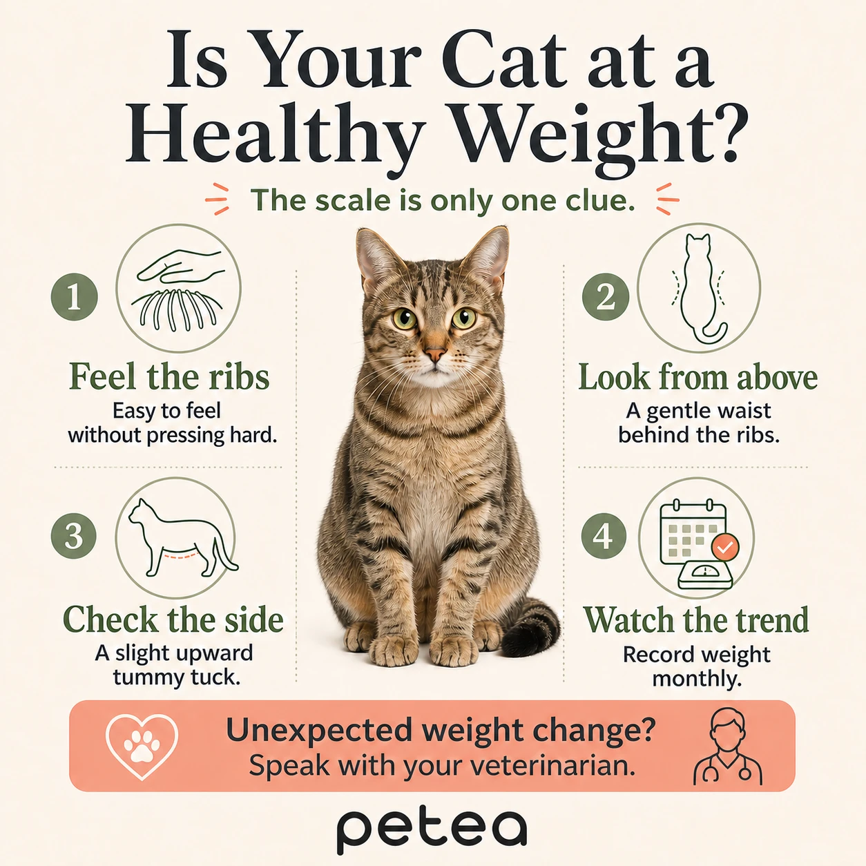 Average Cat Weight: What Is a Healthy Weight for a Cat? 2 2 Average cat weight infographic showing rib, waist, side-profile, and weight-trend checks
